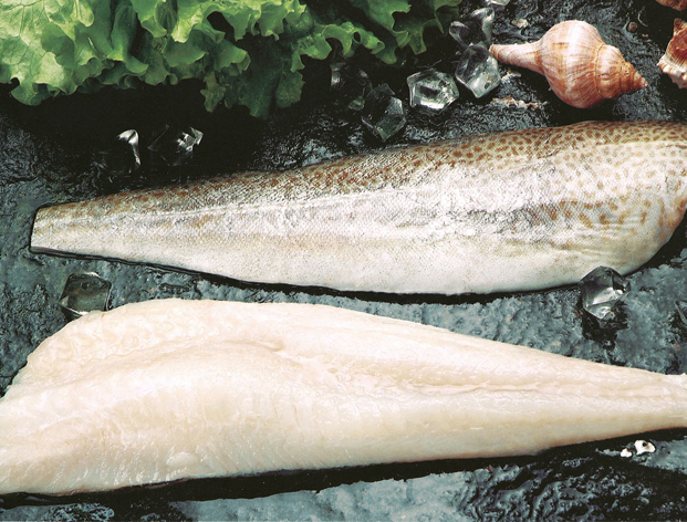Pacific Cod--Gadus macrocephalus