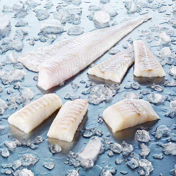 Atlantic Cod--Gadus morhua