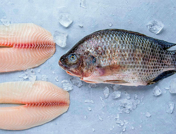 Black Tilapia--Oreochromis aureus