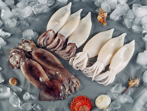 Squid--Todarodes pacificus