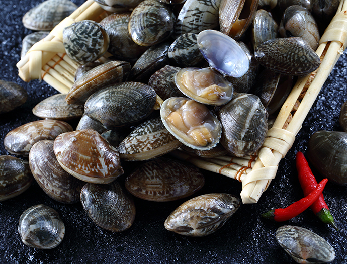Clam--Ruditapes philippinarum